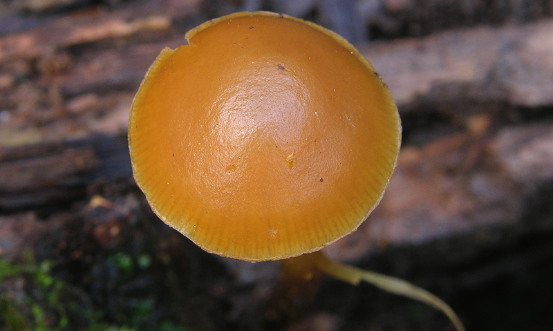 Galerina da determinare n18